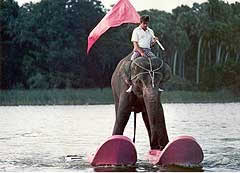Did You Hear the One About the Water Skiing&nbsp;Elephant?